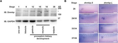 Dynamin Binding Protein Is Required for Xenopus laevis Kidney Development